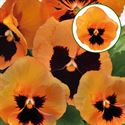 Afbeelding van Viola P9 Grootbloemig Orange with blotch